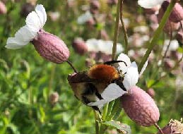 Red tailed bumblebee