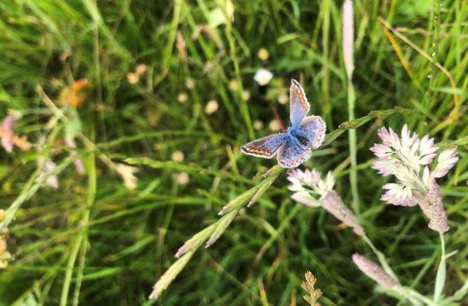 Common Blue butterfly