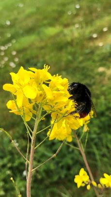 Red Tailed bumblebee